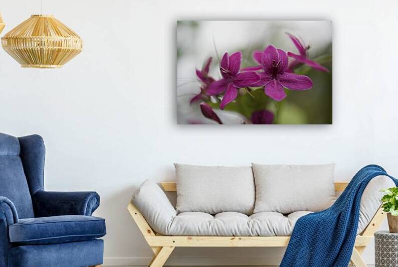 Shooting Star by Suzanne Bonin