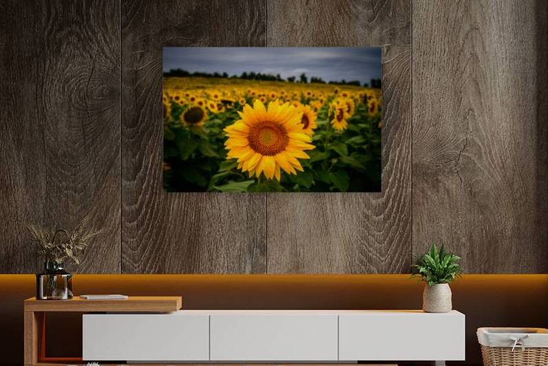 Single Sunflower by Dream World Images