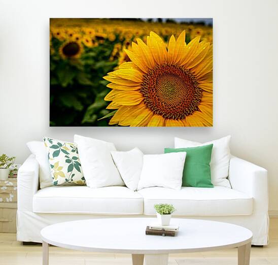 Corner Sunflower: A Radiant Touch of Natures Beauty by Dream World Images