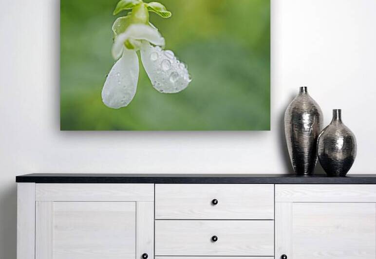 White Green Bean Flower With Raindrops III by Iris H Richardson