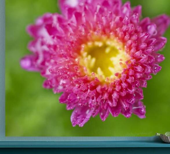Magenta Chrysanthemums by Iris H Richardson