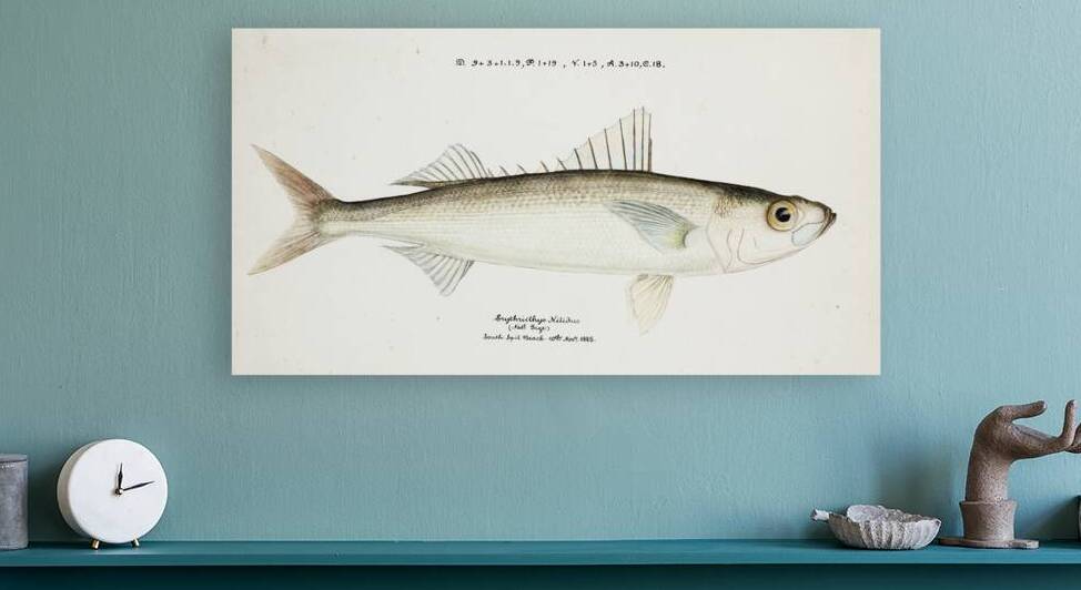 Antique drawing watercolor fish Emmelichthys Nitidus marine life. South Pacific Fishes by Frank Edward Clarke 1849-1899. by IStockHistory com