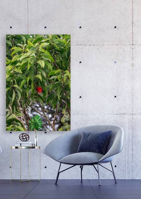 Hawaiian ʻIʻiwi by Noah Lang