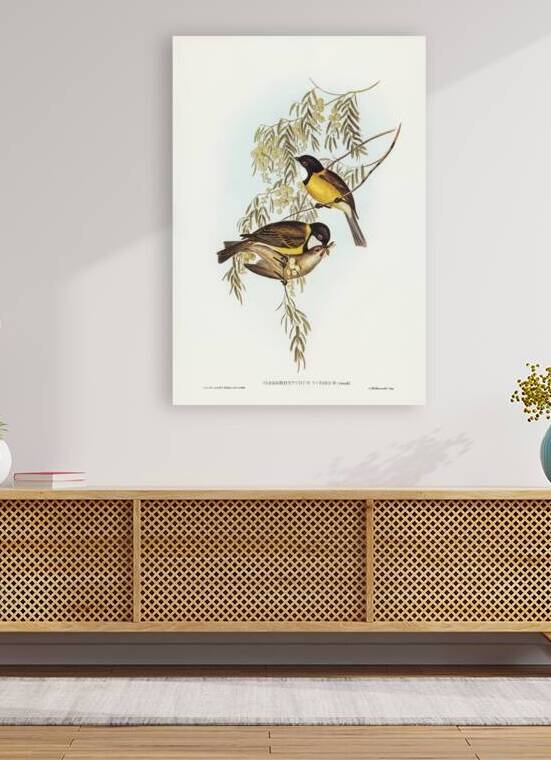 Blue Shining Flycatcher Piezorhynchus nitidus illustrated by Elizabeth Gould 1804–1841 for John Gould’s 1804-1881 Birds of Australia  by IStockHistory com