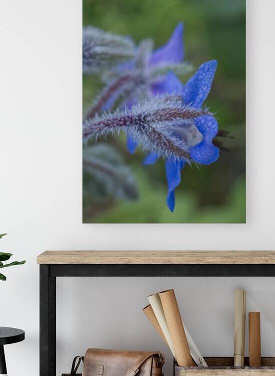 Blue Borage Flower Back by Iris H Richardson