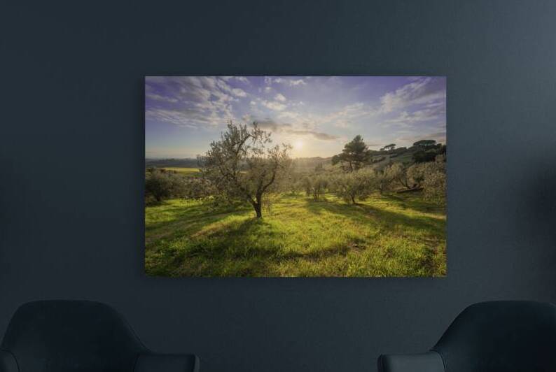 Olive grove in Alta Maremma. Tuscany by Stefano Orazzini