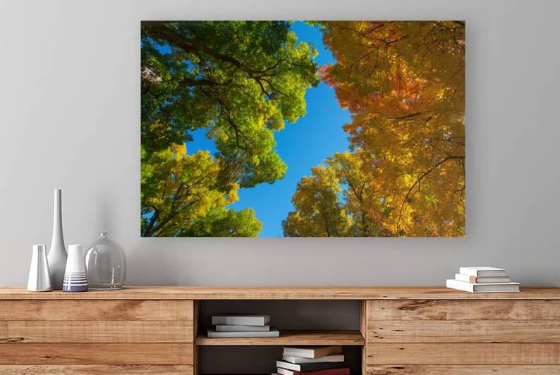 Autumns Radiant Canopy -  A Skyward View by Bo Insogna