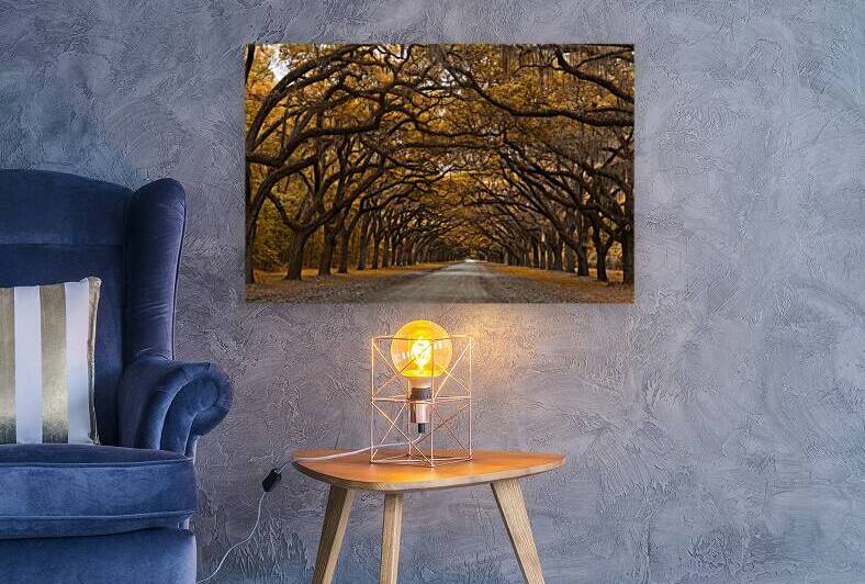 Fall Trees at Wormsloe 1 by Images By Jon Evan