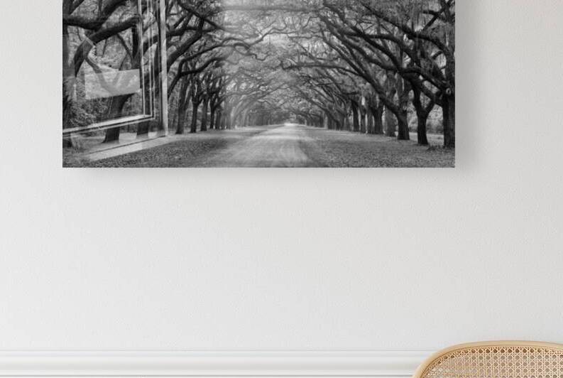 Tunnel of Trees at Wormsloe II by Images By Jon Evan
