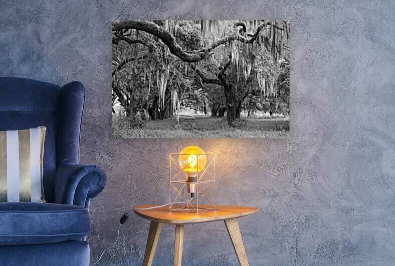 Spanish Moss on Trees II by Images By Jon Evan