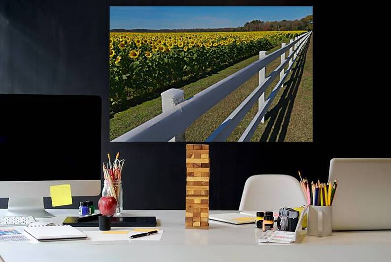 Sunflower Field with a Fence by Bill Swartwout Photography