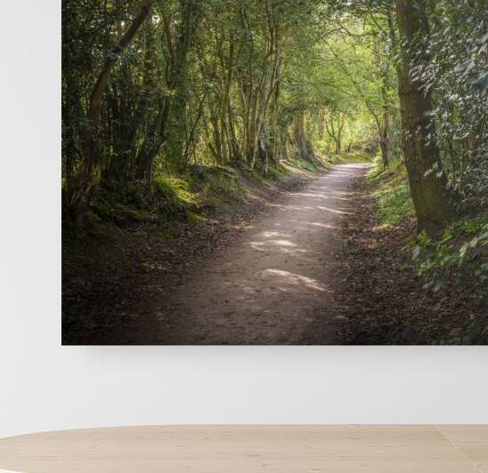 Driving Through a Forest Wonderland by Assaf Frank