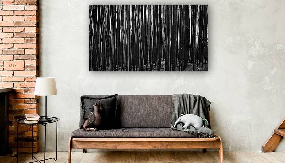 CHARRED LODGE POLE PINES by Carney Photography