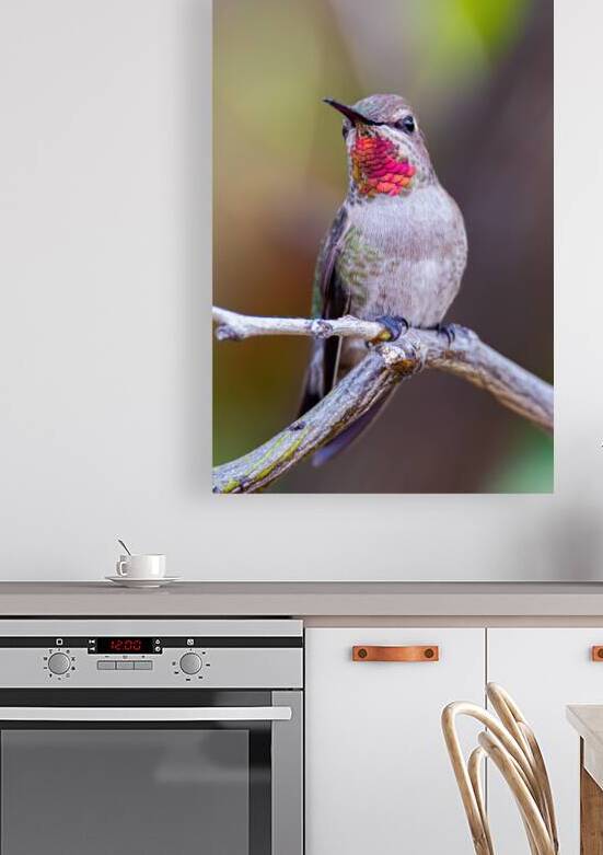 Rubythroated hummer by Serv Goyal