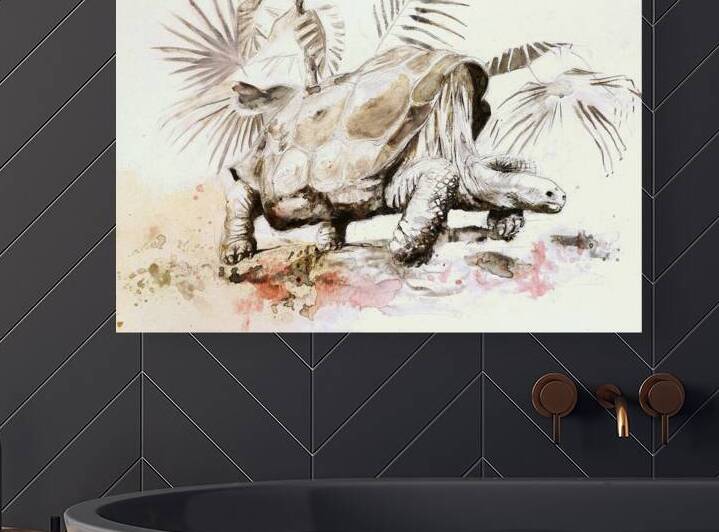 Galapagos Tortoise by David Edwards