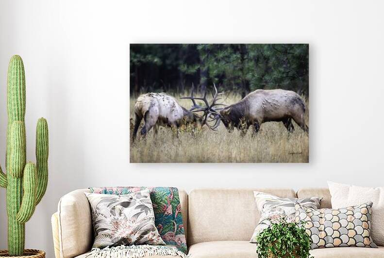 Elk Sparring  by Doug Beck