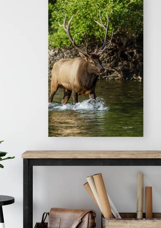 6x7 Bull Elk River Crossing by Doug Beck