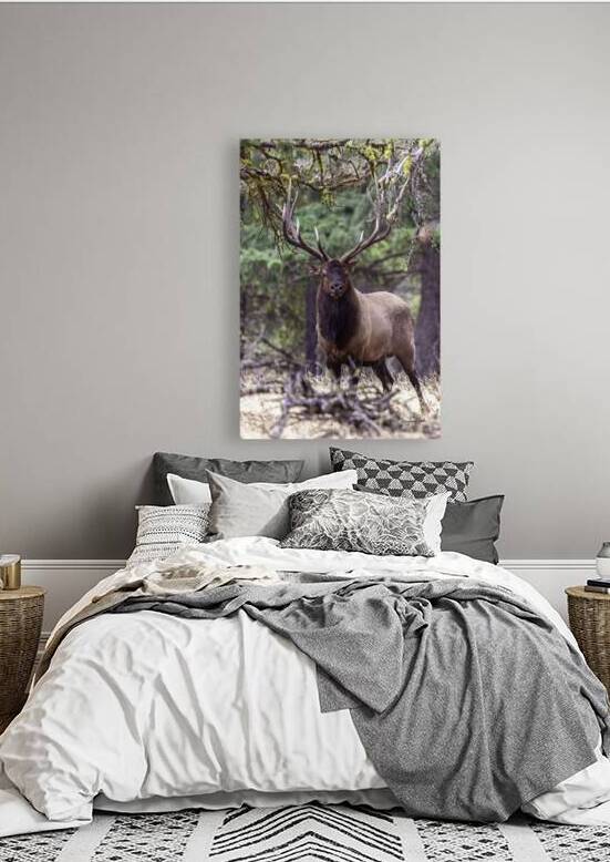 Hank forest monarch  by Doug Beck