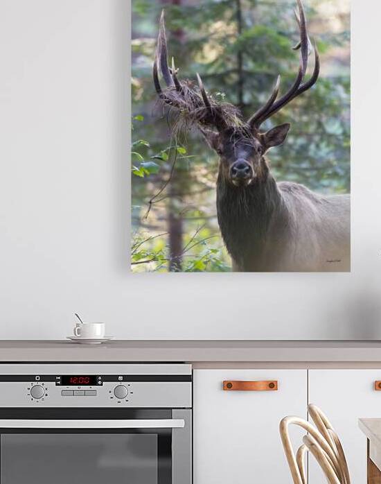 Bull with elk decoration by Doug Beck