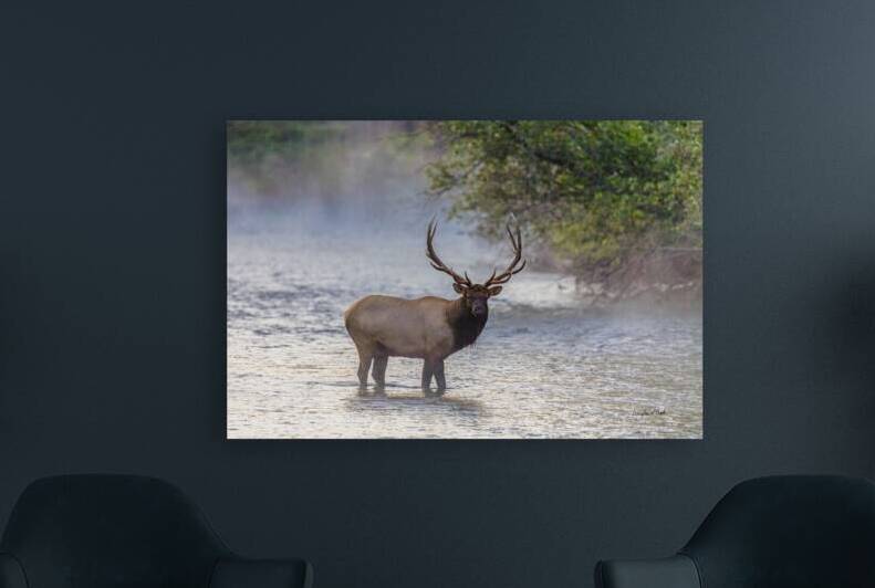 Vegas Herd Bull Elk in Mist by Doug Beck