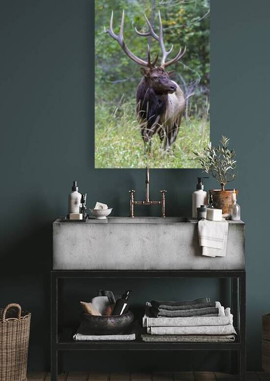 Bull elk 6x6 Pose by Doug Beck