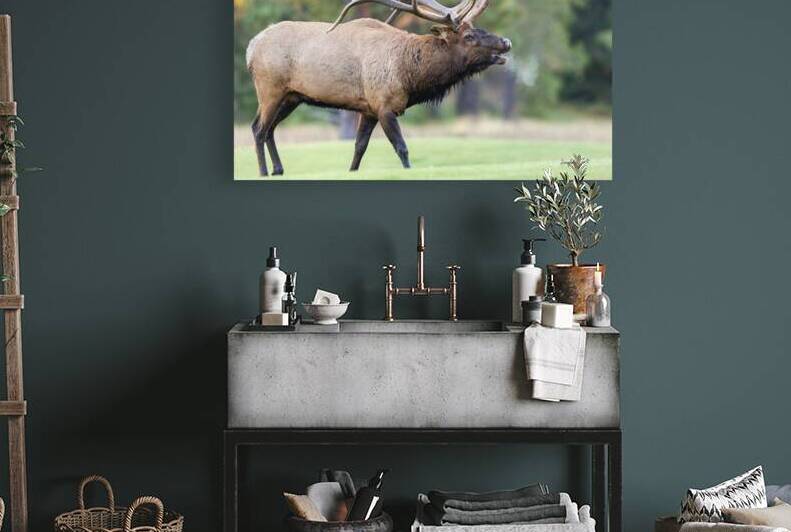 Bull Elk Bugle by Doug Beck