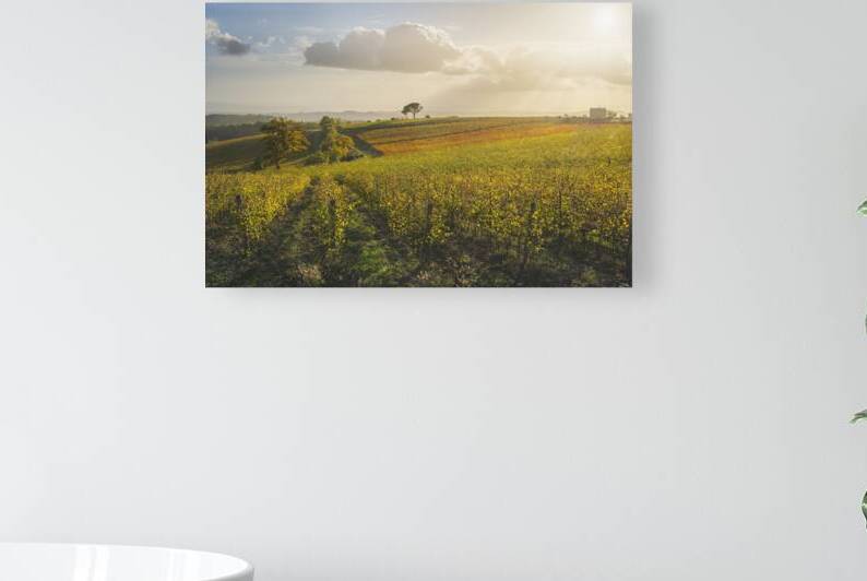 Stone pine and vineyards. Autumn landscape in Chianti region by Stefano Orazzini