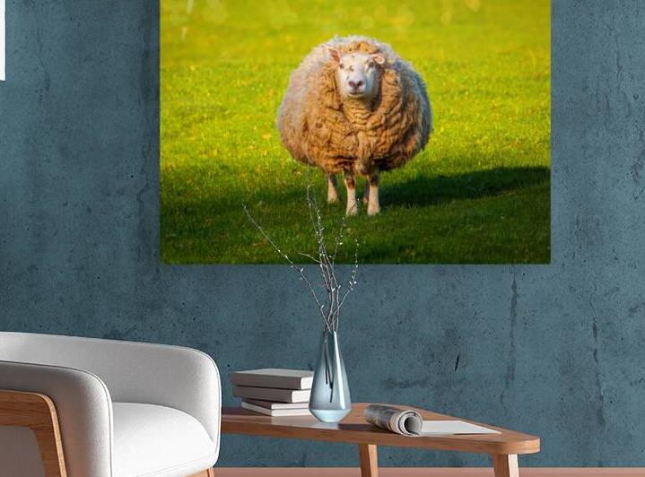 Large round sheep in meadow in Wales staring at camera by Steve Heap