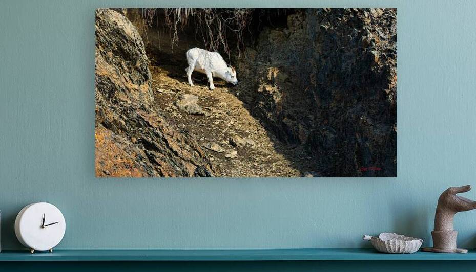 Alone in the draw by Bruce Brown