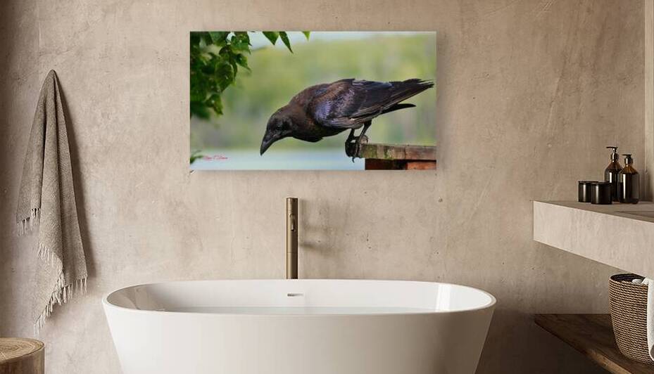 Raven in color by Bruce Brown