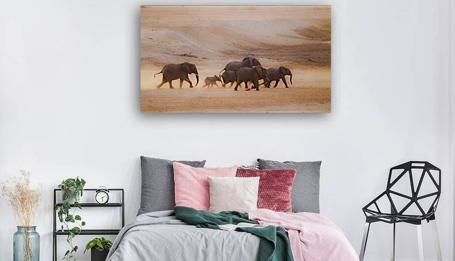 African bush elephants on riverbed at dawn by PACO COMO