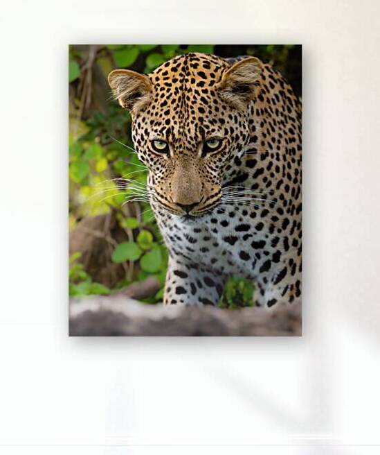 Looking into the eyes of a Leopard by Rino Falvo Photography