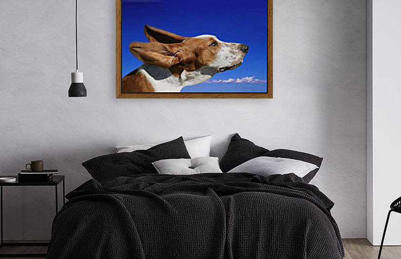 Dog With Ears In The Wind by PacificStock