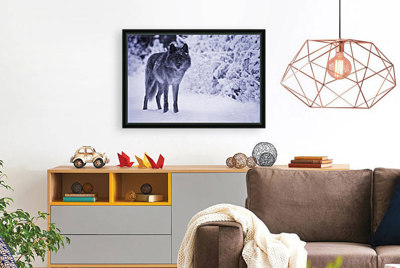 Wolf by PacificStock