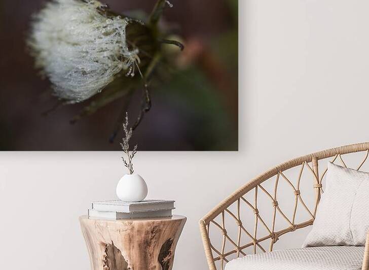 Dandelion Puffball With Morning Dew II by Iris H Richardson