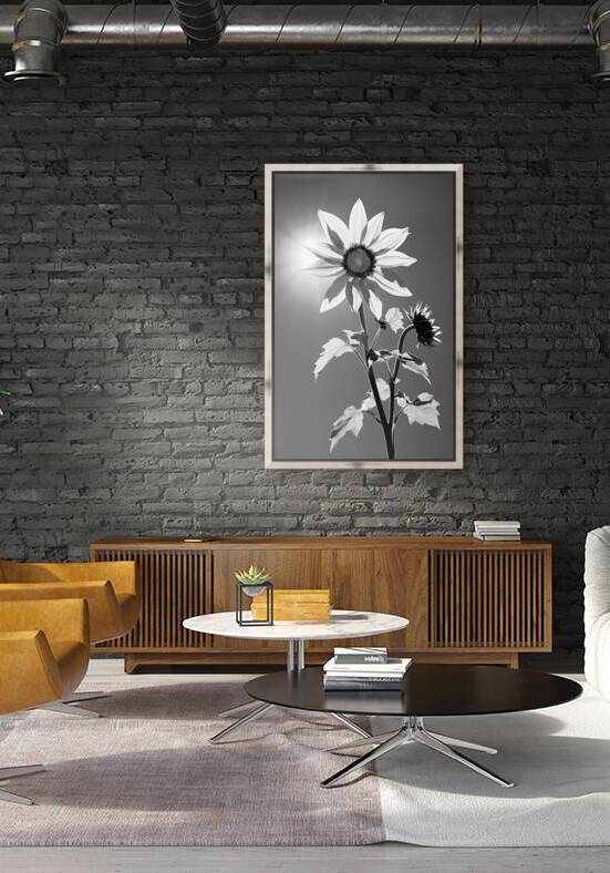 SPF - Sunlit Sunflower Monochrome Art Print by Savage Art Prints