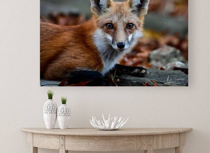 Red Fox 4 by jamiesart