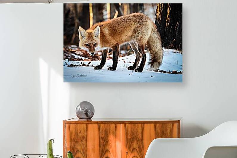 Red Fox 1 by jamiesart