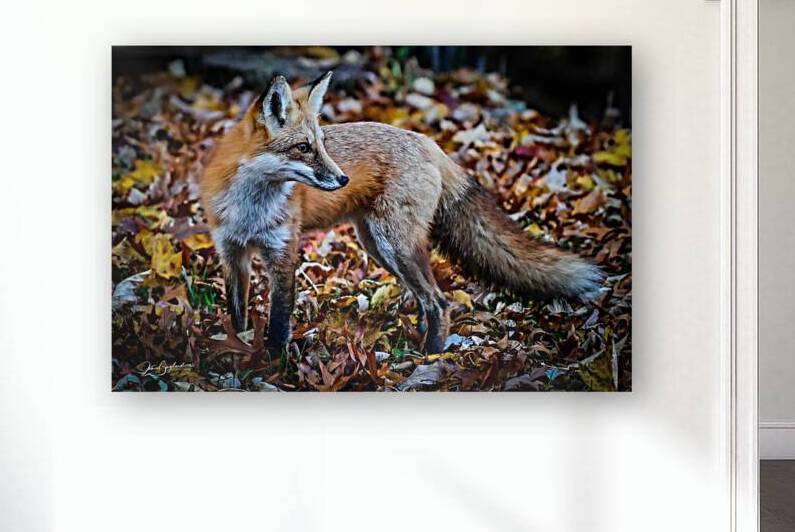 Red Fox 3 by jamiesart