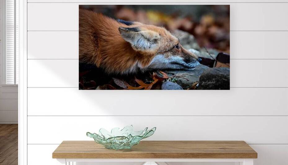 Red Fox 2 by jamiesart