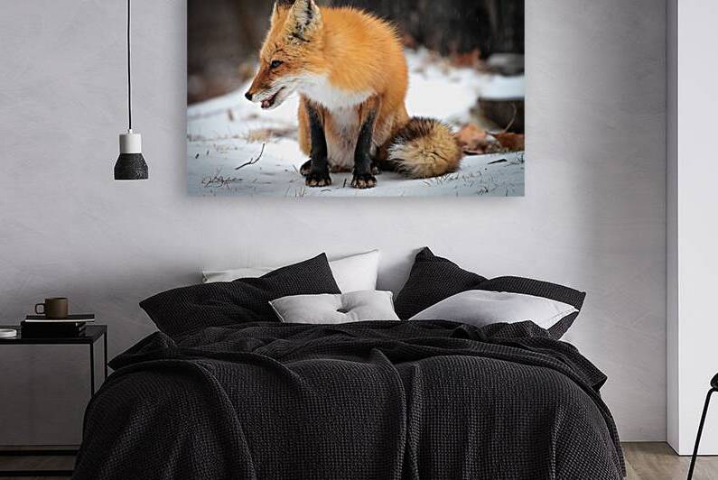 Red fox 6 by jamiesart