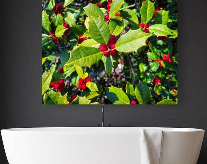 Holly with Red Berries for Holiday Decor by Bill Swartwout Photography