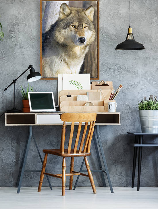 Timber Wolf by PacificStock