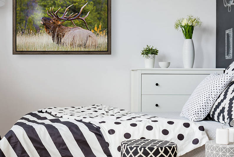 Bull Elk by PacificStock