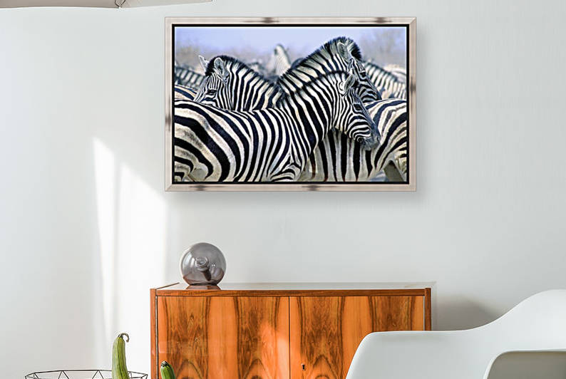 Burchell's Zebra (Equus Quagga Burchellii), Etosha National Park, Namibia, Africa by PacificStock