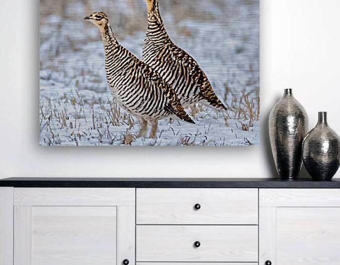 Greater Prairie Chickens Hens by Joe Riederer