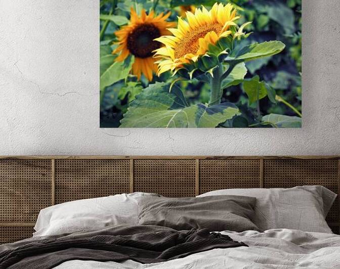 Sunflower Portrait Looking Up to the Sky by Bill Swartwout Photography