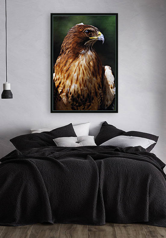 Red Tailed Hawk by PacificStock