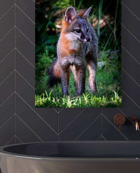 DSC 2589 5 Grey Fox 1 by jamiesart