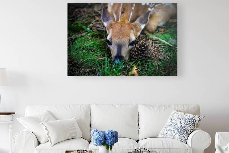 DSC 6977 Fawn 2 by jamiesart